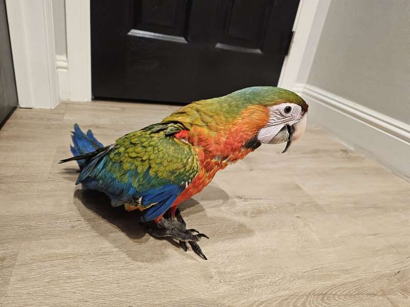 Macaw