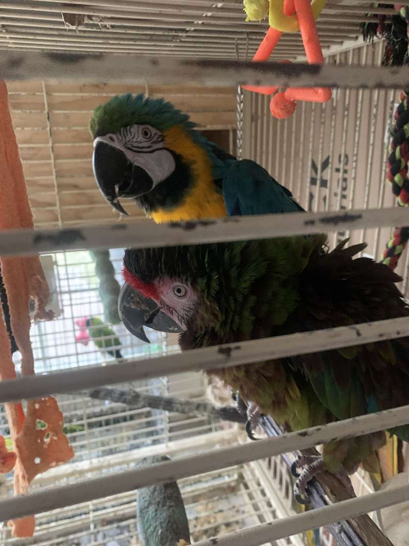Curated visual reference: Blue And Gold Macaw Bonded Breeding Pair Sold Photo Inspiration
