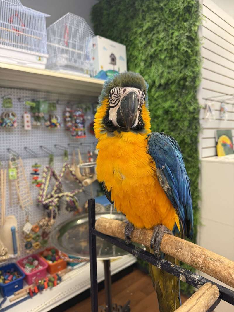 Curated visual reference: Macaw Bird Board Shelf For Sale Reference: Blue Golden Macaw