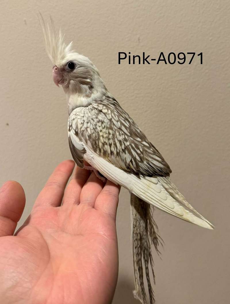 Cockatiels for Sale in Maryland