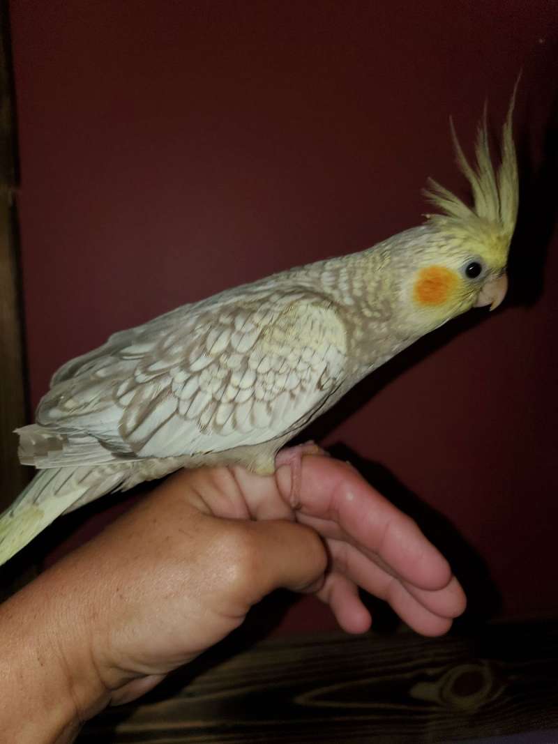 Cockatiels for Sale