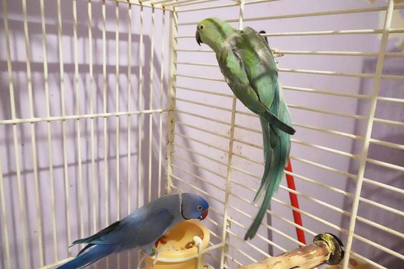 Parrot Colouring In Bird and Parrot Adoptions in Ohio