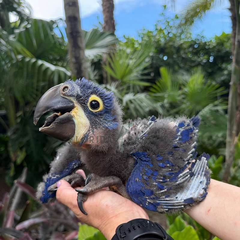 Hyacinth Macaws for Sale
