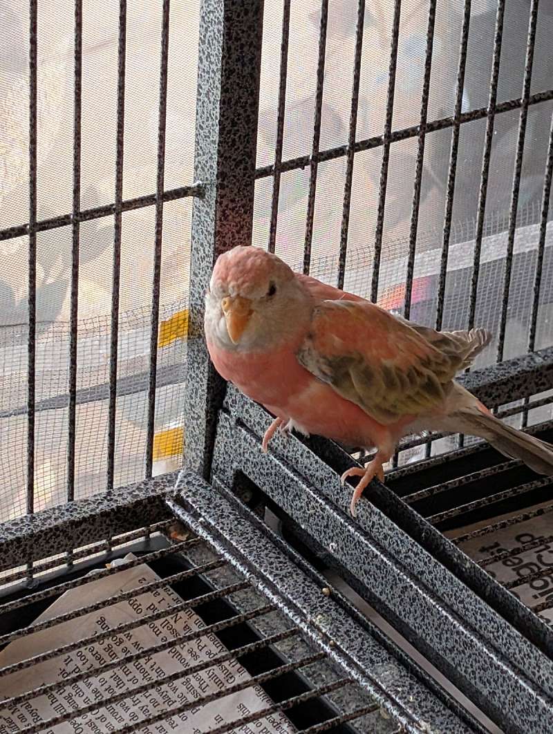 Young Bourke Parakeets